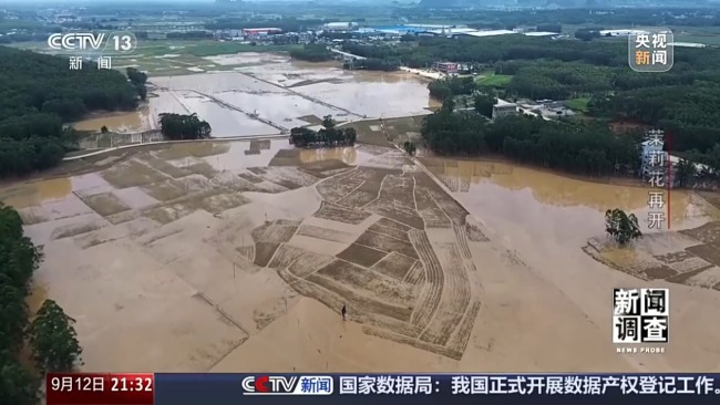  广西横州灾后茉莉花再开