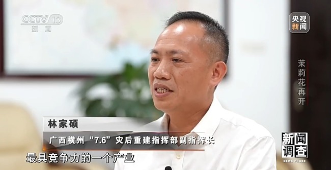  广西横州灾后茉莉花再开