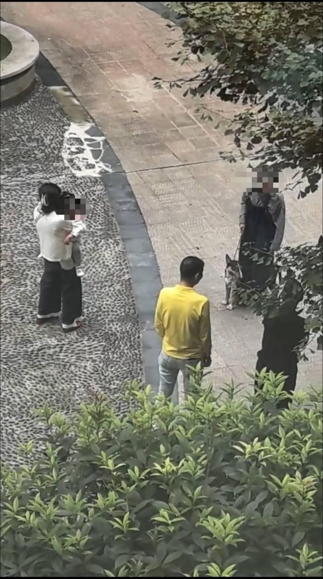 四川仁寿一小区恶犬咬伤多人