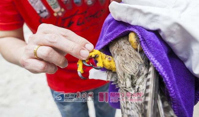 女子捡到受伤游隼送医 一路唠嗑安抚 专业救助显温情