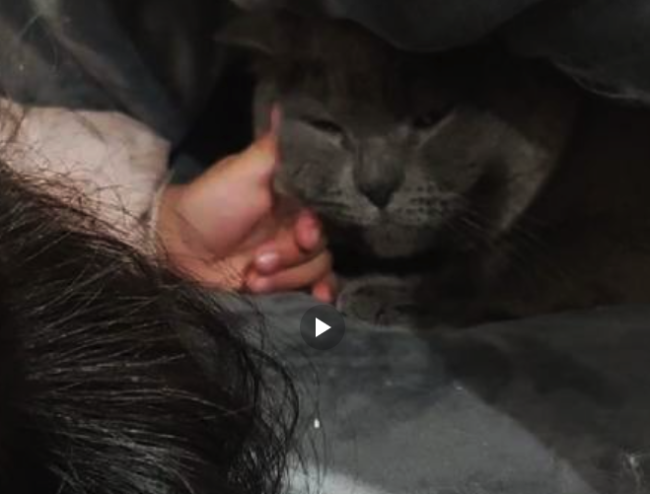 查监控才知道猫为啥钻宝宝被窝