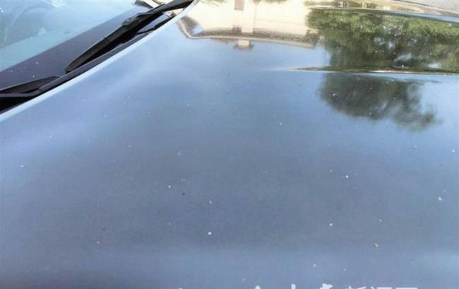 黑龙江黑河大量飞虫成群扑向汽车 荧光绿车遭虫铺满