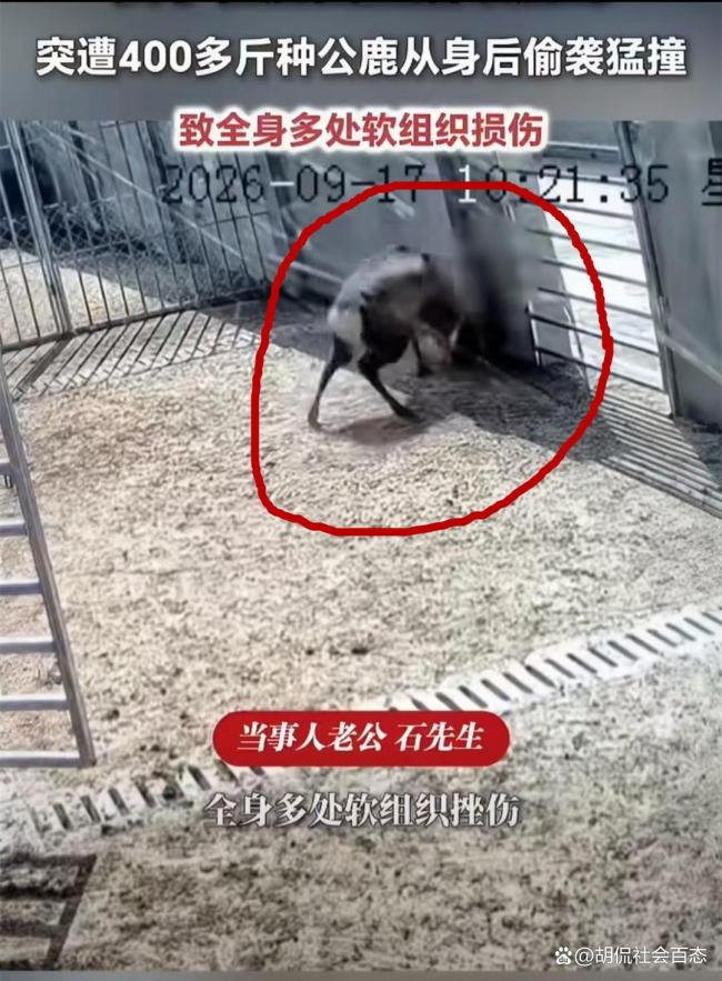 女子直播遭发情公鹿偷袭 温顺表象下的惊险一幕