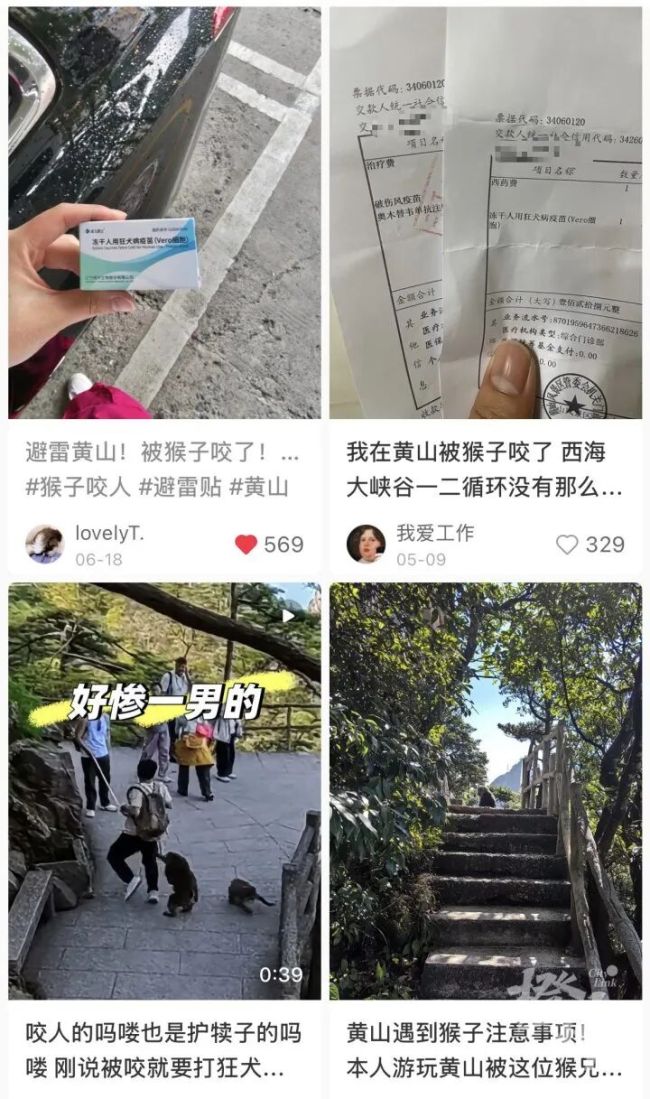 女游客称爬黄山遭猴群围攻 疫苗接种引关注