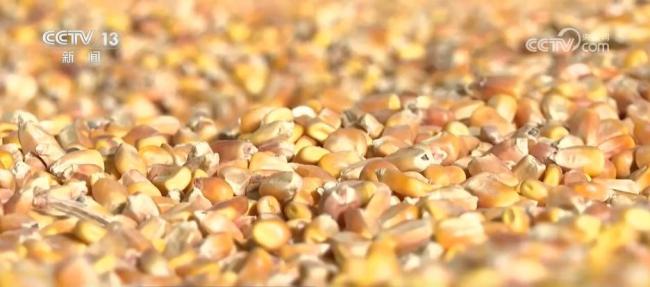 我国将深入实施优质粮食工程 提升产业质量和效益
