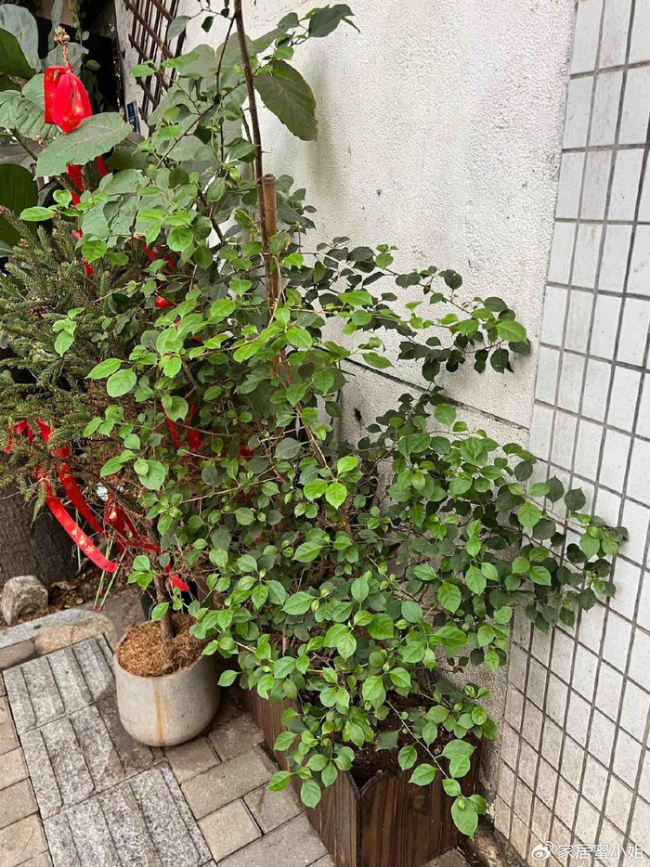 浙江一29岁太太，因“三角梅盘丝洞”而走红，那叫一个壮观，晒晒 养花尽头的美