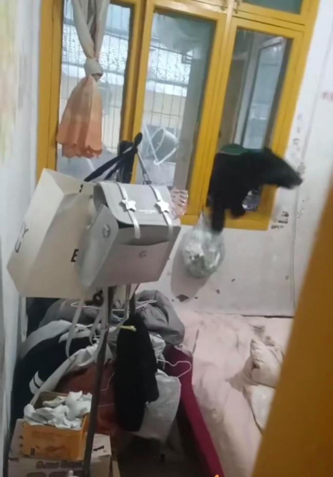 黑熊抓防盗窗连爬多层进入居民家