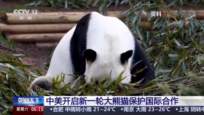 中美开启新一轮大熊猫保护国际合作