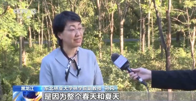 头发上衣服上都是它！东北秋天的“小咬”到底是啥
