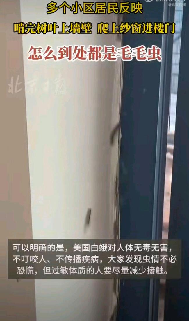 北京释放7亿只小蜂治毛毛虫