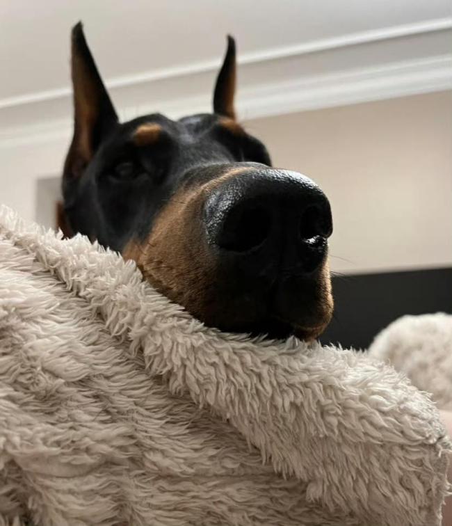 小狗麦麦死一火 网红杜宾犬离世激发网友怀念