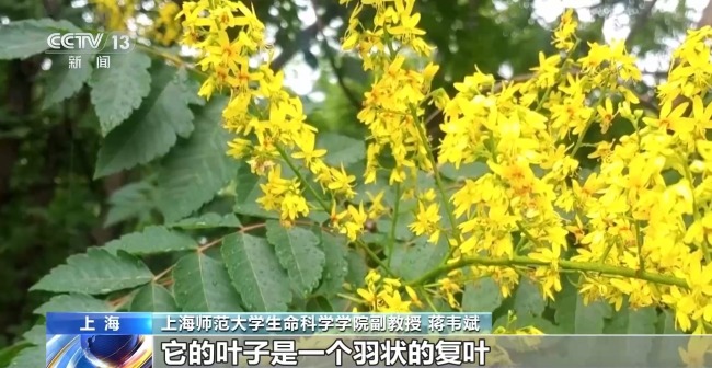 小心被虫啃出小圆洞 经常户外停车的要注意这类树