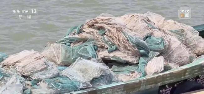 红树林保护区出现大量禁用地笼 商业赶海乱象频发