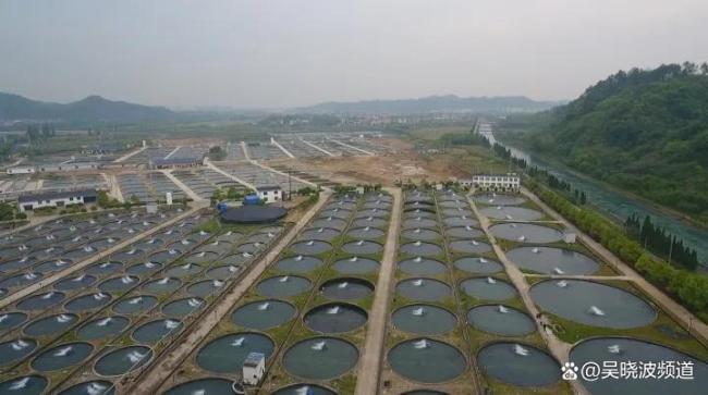 国庆街头的一口小吃,竟是一个全球领先的产业 内陆城市的鱼子酱革命