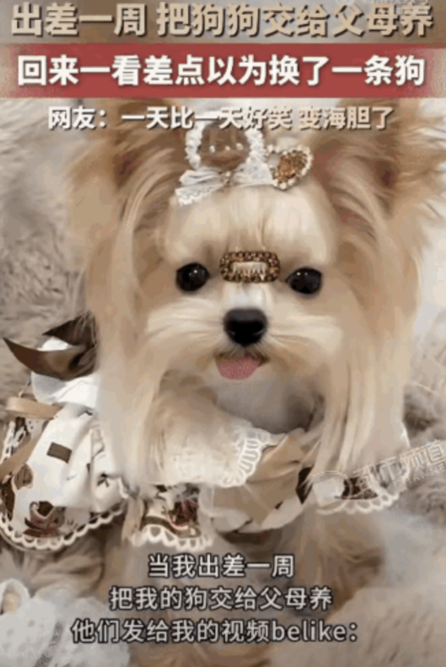 精致小狗放爸妈家一周大变样 从名媛到海胆