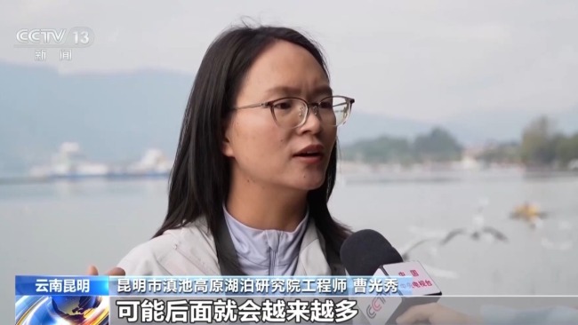 “先头部队”抵达滇池 科学守护候鸟“老朋友”