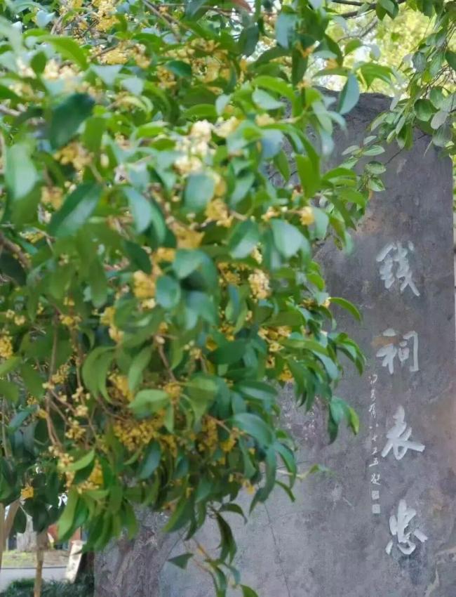 杭州满觉陇迎来赏桂高峰 桂花香引游人如织