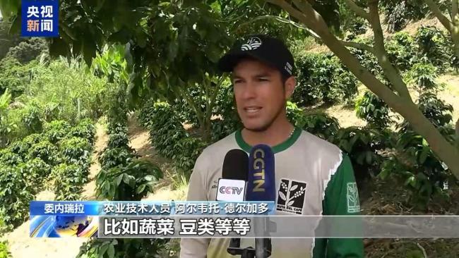 超强厄尔尼诺影响委内瑞拉咖啡豆 农户应对干旱挑战