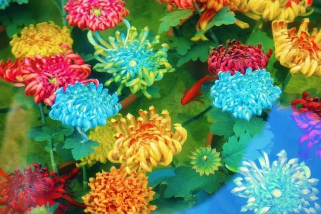 河南开封“水下浮菊”走红