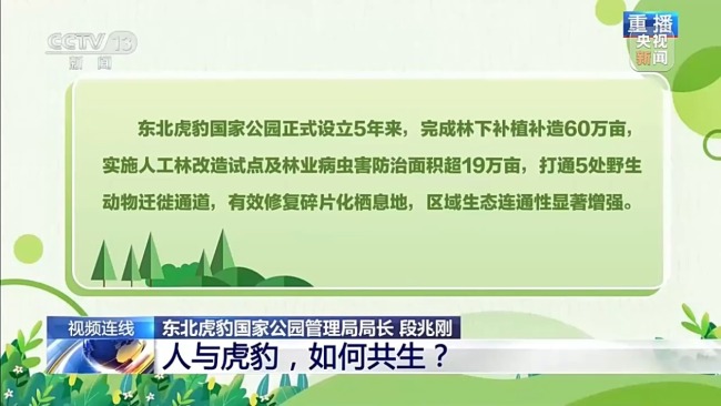 新闻1+1丨人与虎豹，如何共生？