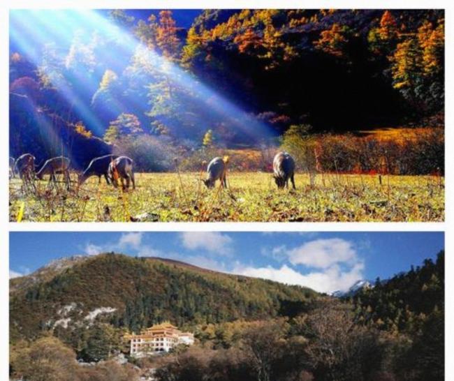 稻城亚丁景区免门票倒计时 秋景最佳观赏期
