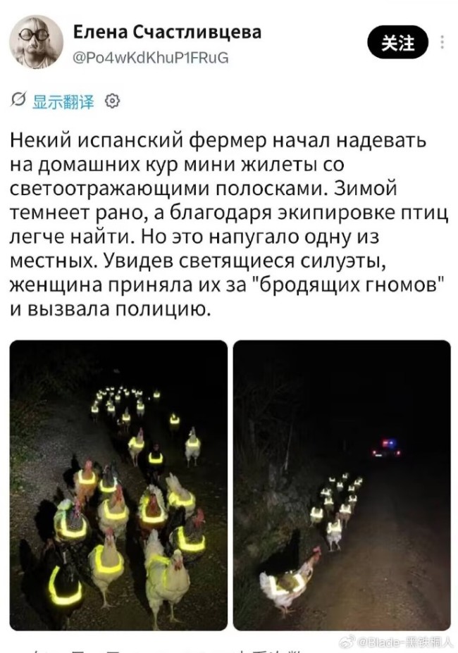 西班牙农民给鸡穿上带有反光条纹的迷你马甲
