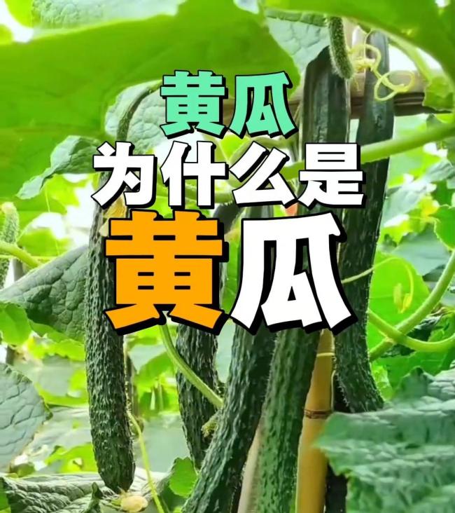 饭前啃黄瓜控血糖?真相来了 低热量是真功