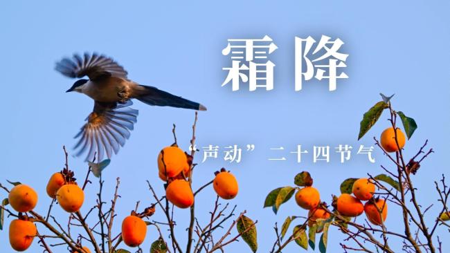 “声动”二十四节气·霜降