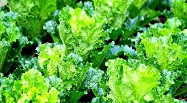 明日霜降 这5种蔬菜还能种 耐寒易管护
