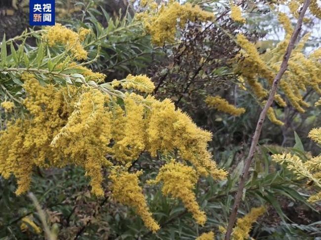 看到这朵“黄花”别上手