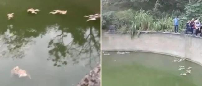 马山猴子溺亡水柜完成首轮消杀