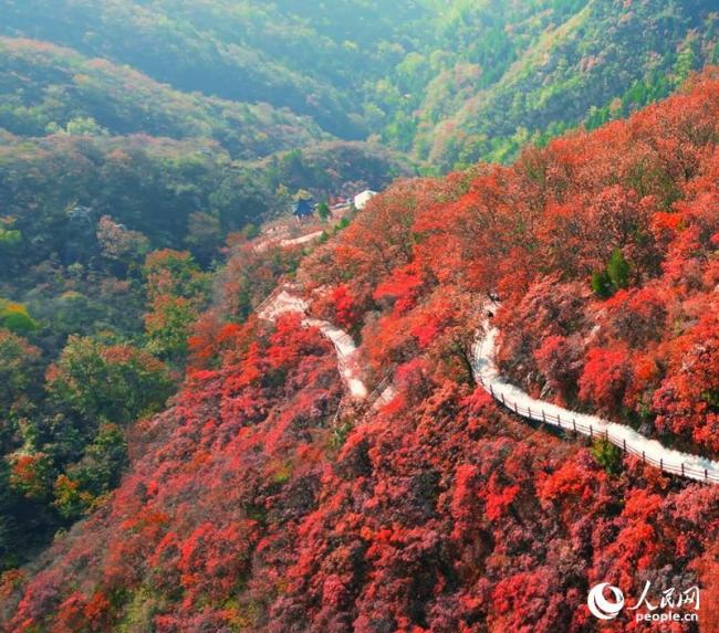 河南许昌：红叶醉秋山