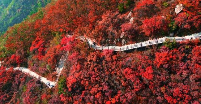 河南许昌：红叶醉秋山