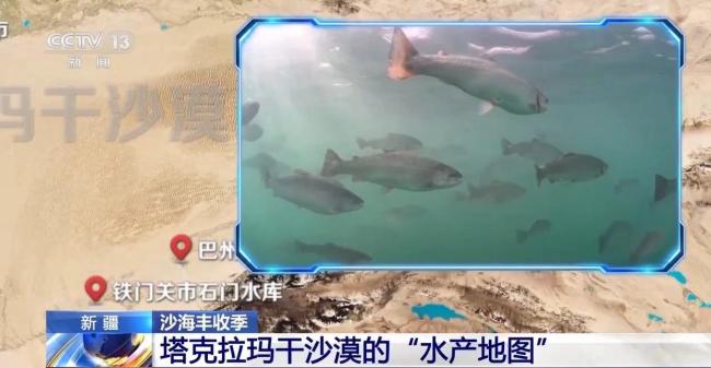 沙漠海鲜又上新了 生蚝丰收喜迎季