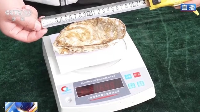 沙漠海鲜又上新了