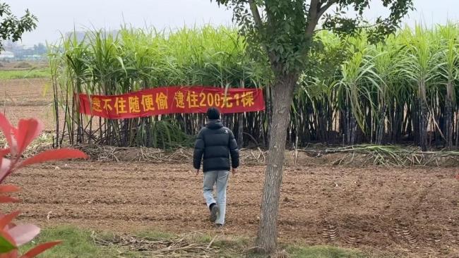 逮不住随便偷 逮住200元1棵：甘蔗地变网红打卡点