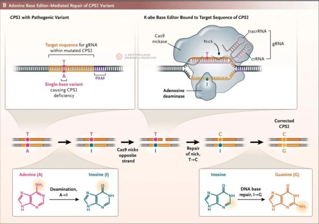 全球首例定制基因编辑疗法!6个月速成救罕见病婴儿,但背后仍有隐忧