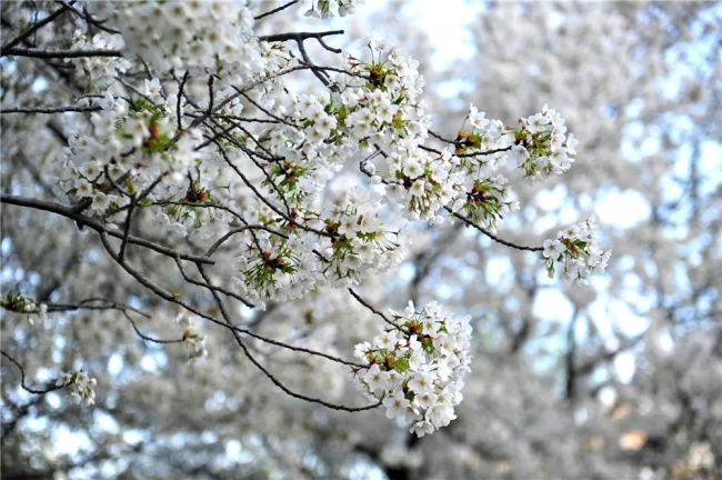 惊艳！济南将迎来一年一度醉美樱花季，这份赏樱地图请收好！