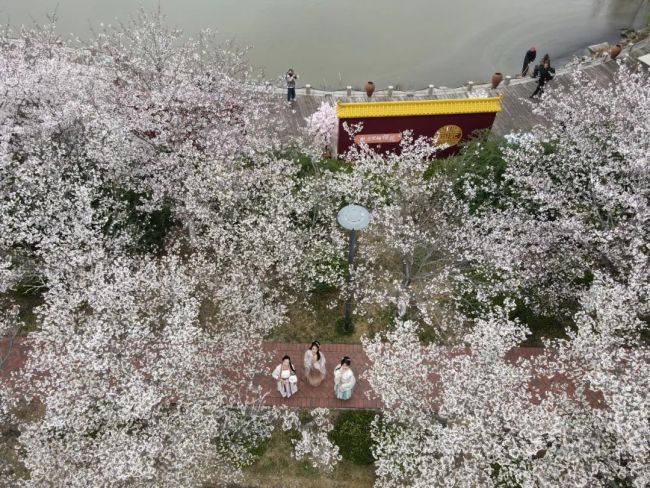 赏樱游园，邂逅萌宠——济南蓝石大溪地樱花节已开幕