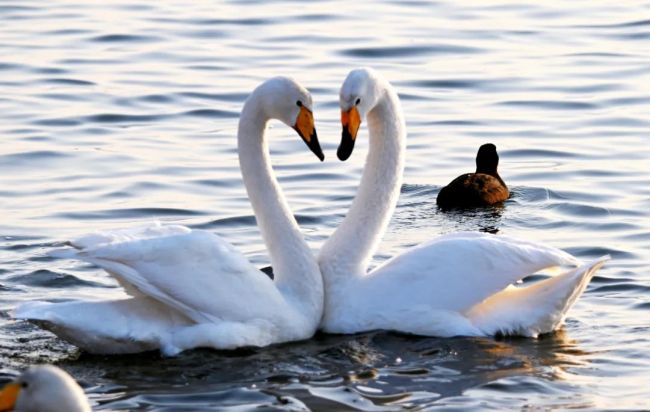 春江水暖鹅先知威海荣成大天鹅振翼备迁徙上演最美天鹅舞