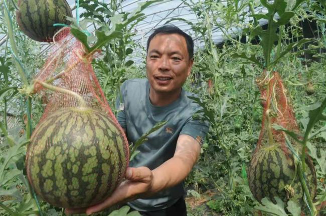淄博市淄川区天然富硒蔬菜成农民致富新“招牌”