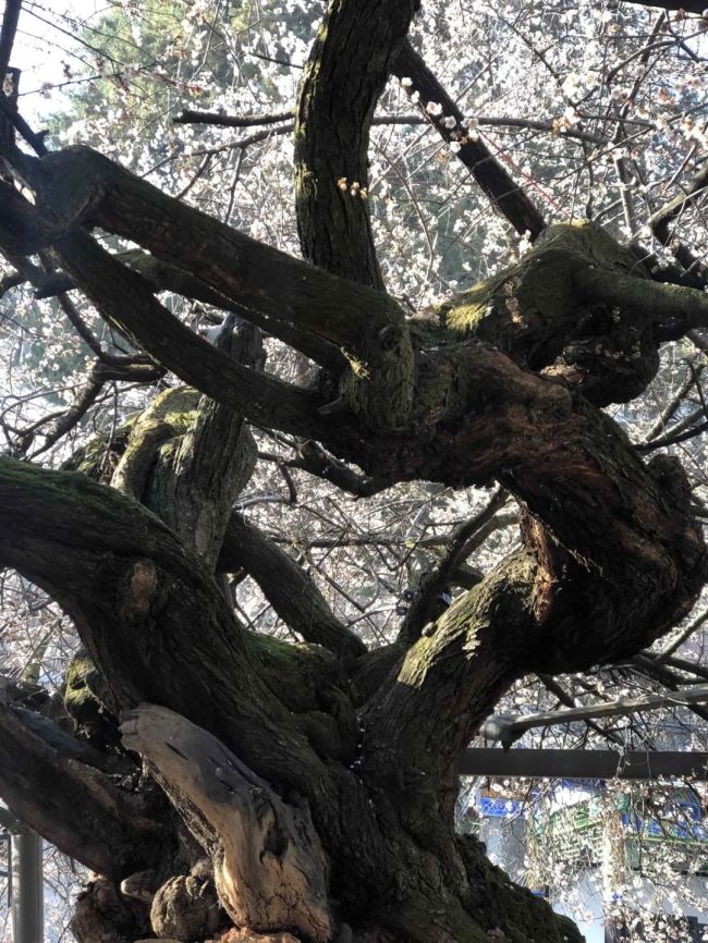 唐梅与疫情的诗意邂逅著名画家唐建寻梅赏梅画梅护梅之路