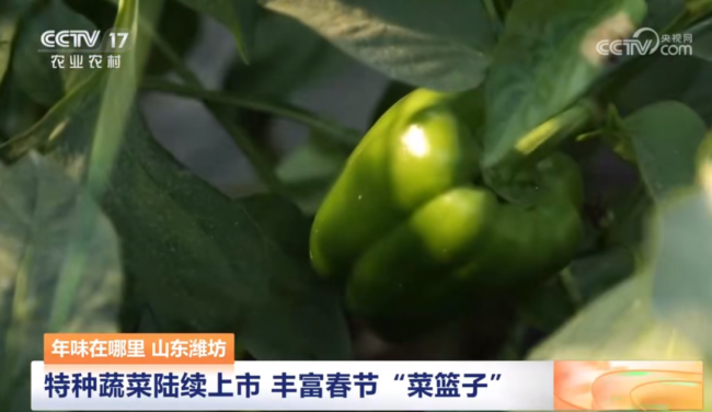 央视聚焦潍坊：特种蔬菜陆续上市，丰富春节“菜篮子”