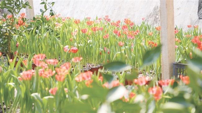 “云上的郁金香”，淄博版“莫奈花园”或成文旅新亮点