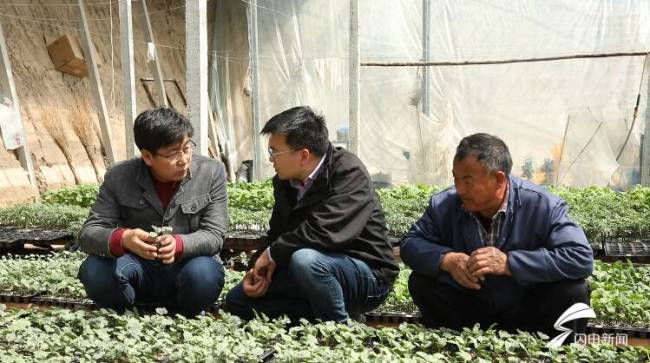潍坊近百支技术服务队扎根一线，为作物丰产、农民增收保驾护航