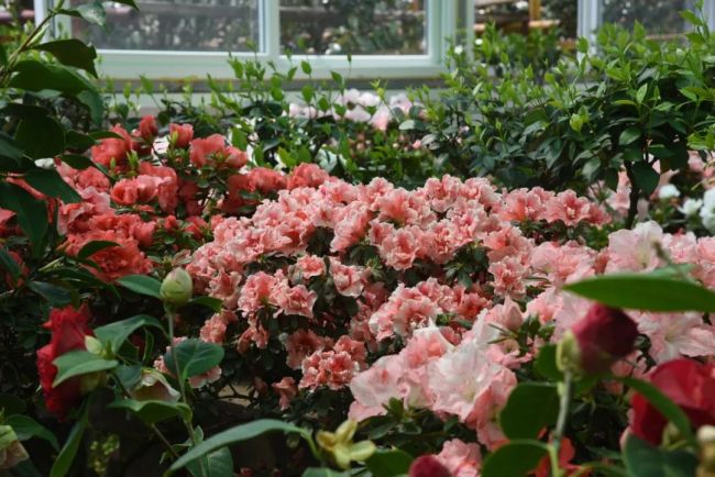 威海荣成：石岛300 年 “花村” 续写致富新篇