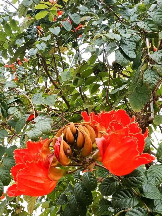 墨舞丹青，“焰”照雨林——岳黔山笔下的西双版纳火焰花