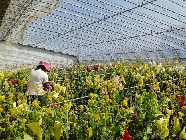 知识产权护航青岛胶州大白菜产业富民增收