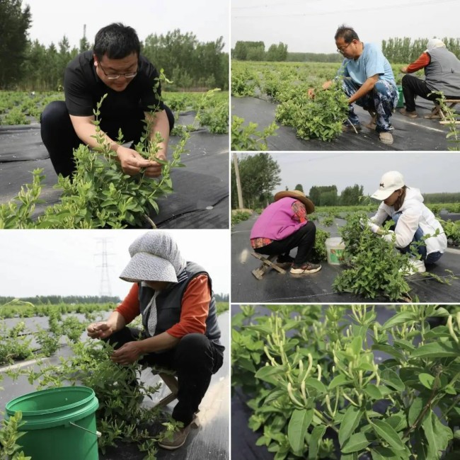 归德街道东辛村金银花迎丰收，“百花一号”绽放“致富香”