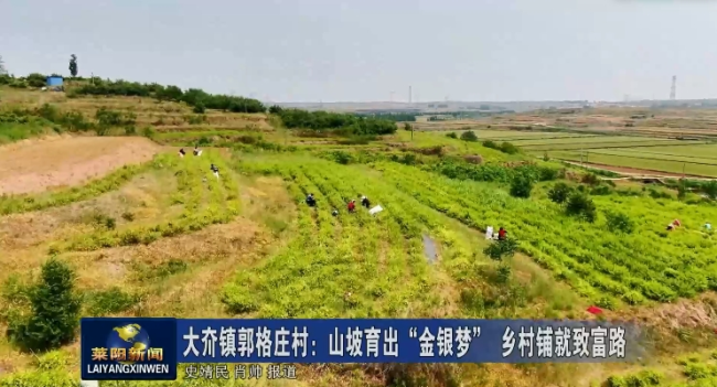 烟台莱阳市大夼镇郭格庄村：山坡育出“金银梦” 乡村铺就致富路